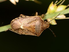 Moromorpha tetra
