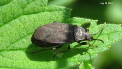 Pyrrhocoris
