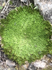 Selaginella pilifera