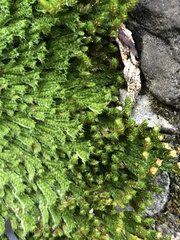 Selaginella pilifera