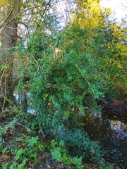 Magnoliopsida