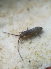 Pogonognathellus longicornis