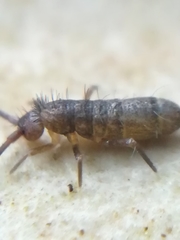 Pogonognathellus longicornis