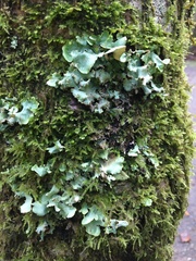 Ricasolia quercizans