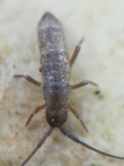 Pogonognathellus longicornis