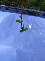 Magnoliopsida