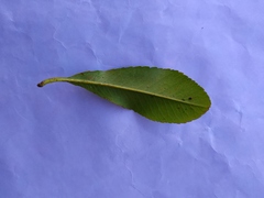 Magnoliopsida