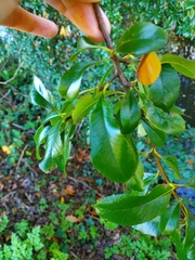 Magnoliopsida