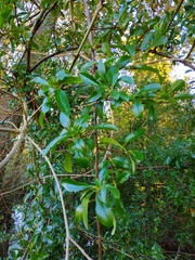 Magnoliopsida