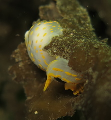 Polycera quadrilineata