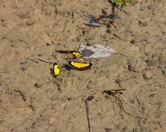 Xanthyris flaveolata