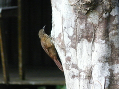 Xiphocolaptes promeropirhynchus