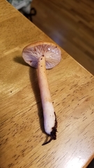 Lactarius luculentus