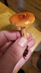 Lactarius luculentus