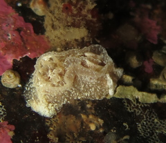 Goniodoris castanea
