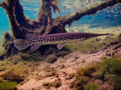 Florida Gar photo 3