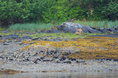 Odocoileus hemionus sitkensis