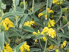 Bombus bellicosus