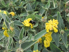 Bombus pauloensis