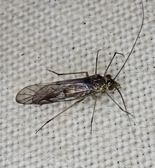 Mesopsocus