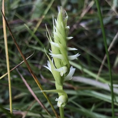 Spiranthes × stellata