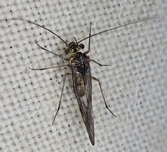 Mesopsocus