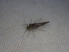 Mesopsocus