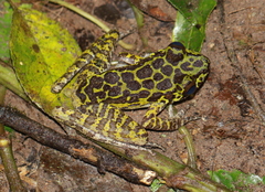 Sumaterana crassiovis
