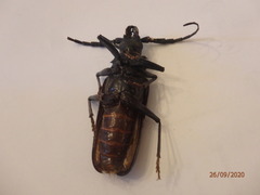 Derobrachus geminatus