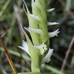 Spiranthes × stellata