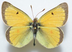 Colias tyche boothii