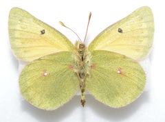Colias tyche boothii