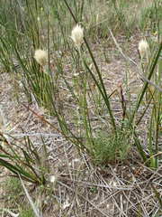 Ptilotus erubescens