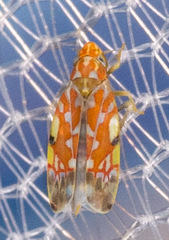 Erythroneura rubra
