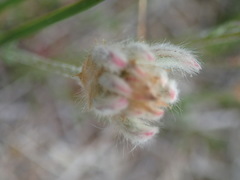 Ptilotus erubescens