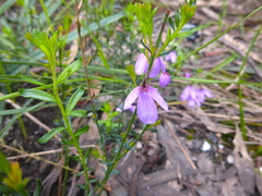 Tetratheca pilosa