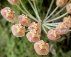 Hoya obscura
