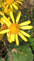 Senecio squalidus