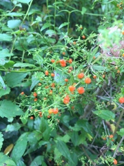 Galium hypocarpium
