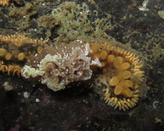 Goniodoris castanea
