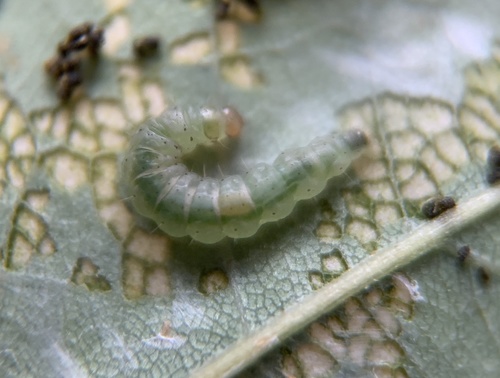 Sinoe robiniella photo 4