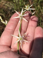 Pleea tenuifolia