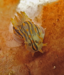 Polycera quadrilineata