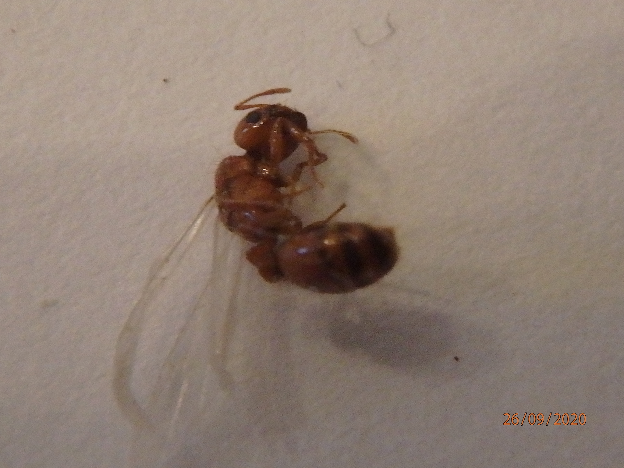 Solenopsis amblychila