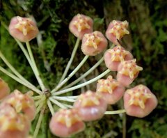 Hoya obscura