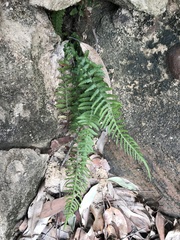Blechnum parrisiae