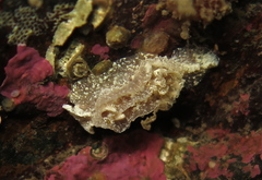Goniodoris castanea
