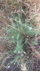 Vittadinia cuneata