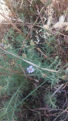 Vittadinia cuneata