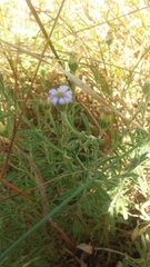 Vittadinia cuneata
